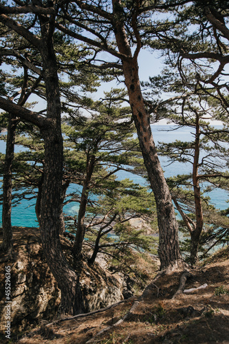 Pines and blue sea, natural background