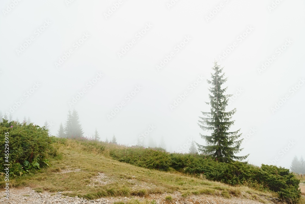 green pine forest on a mount slope in a dense fog, wide outdoor background green pine forest on a mount slope in a dense fog, wide outdoor background
