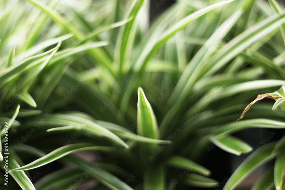 Green leaf nature background, natural texture of plant in close-up Green leaf nature background, natural texture of plant in close-up