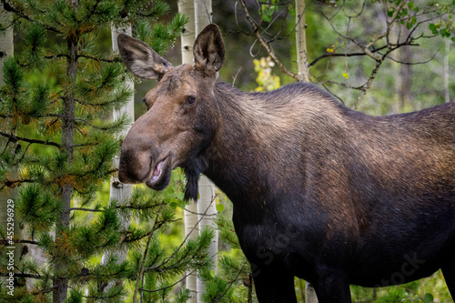 Moose at Jefferson Lake Colorado