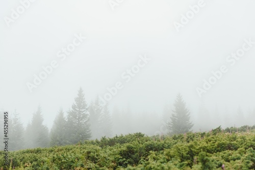 Fog covering the mountain forests