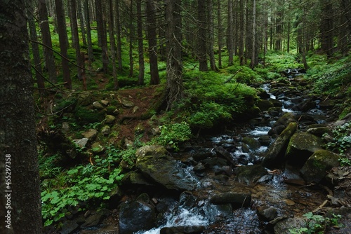 Mountain stream in green forest at spring time