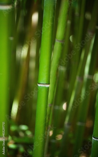 Close-Up of Bamboo Stem