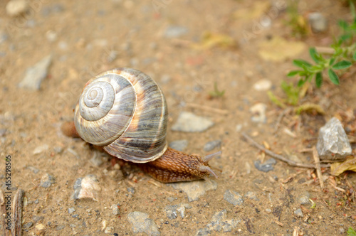 walking snail with shell close up