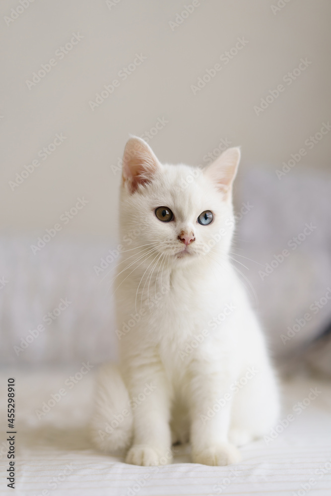 portrait of Cute white cat british shorthair kitten looking at camera on bed. Domestic animal. Looking at copy-space. Banner