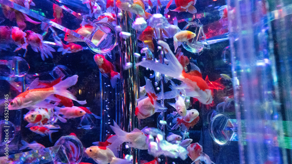 Naklejka premium fish in aquarium