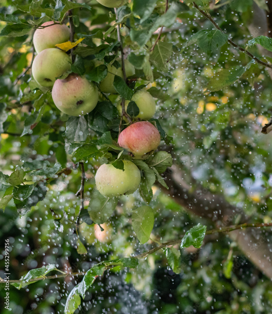 Obraz premium Apfel bei Regen am baum