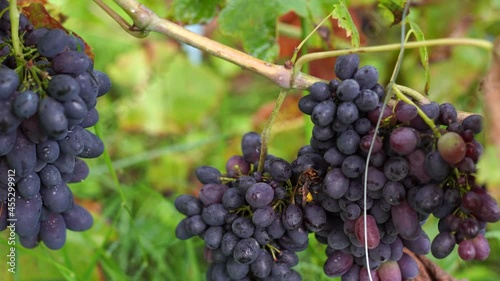 Wallpaper Mural Closeup view 4k stock video footage of organic blue grape berries and green leaves of vine shrub growing in garden in September. Wasp eating rotten berry Torontodigital.ca