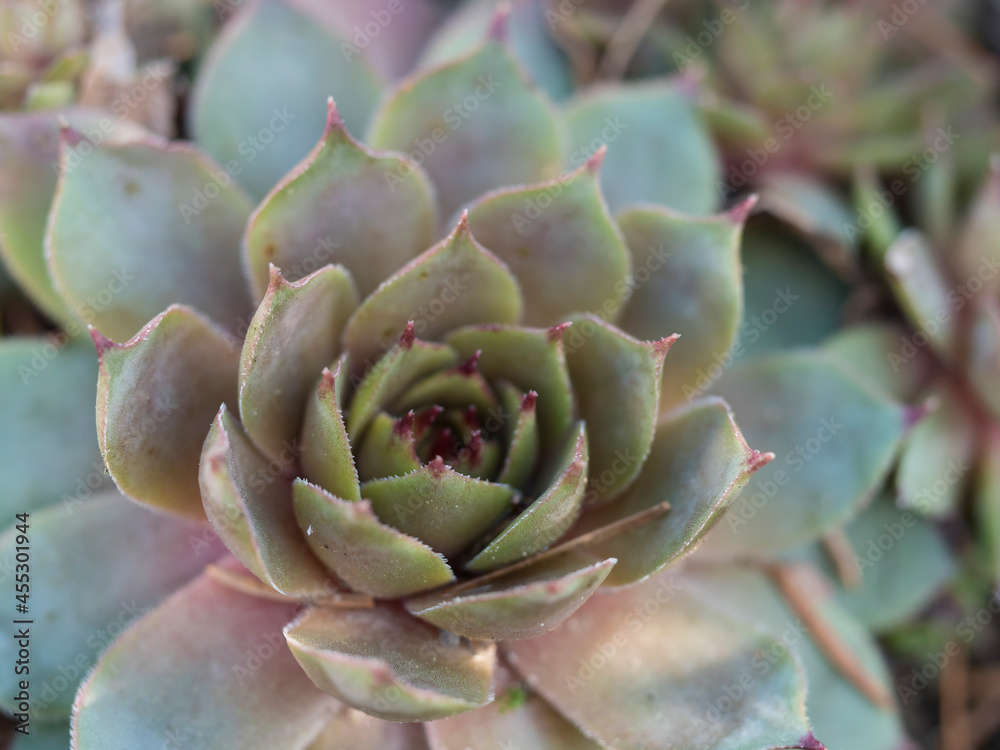 Close up of sempervivum houseleek plant which has red tips on the green leaves, Natural background of succulent plant. Sempervivum close-up pattern, selective focus Close up of sempervivum houseleek plant which has red tips on the green leaves, Natural background of succulent plant. Sempervivum close-up pattern, selective focus