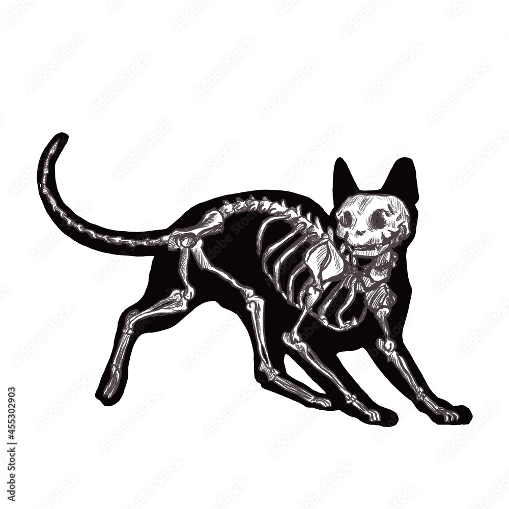 Fototapeta premium halloween black cat skeleton silhouette