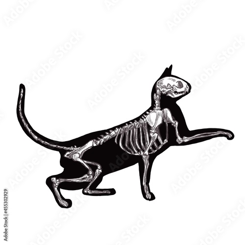 halloween black cat skeleton silhouette
