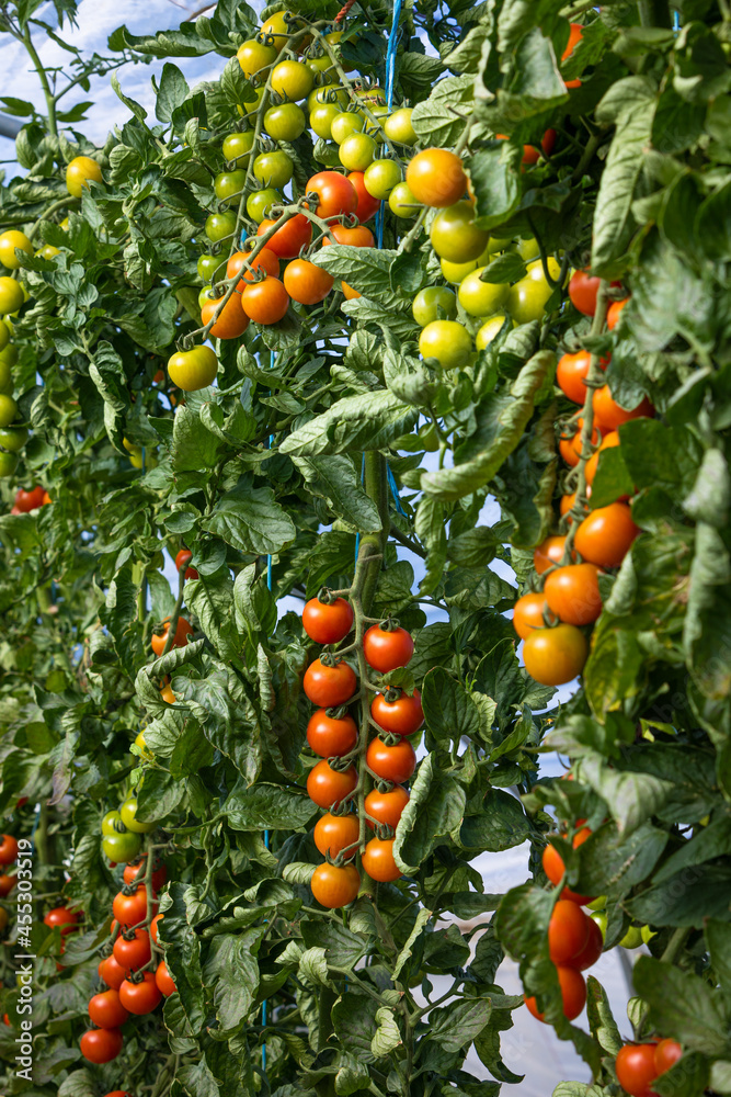vine tomatoes grow in a greenhouse