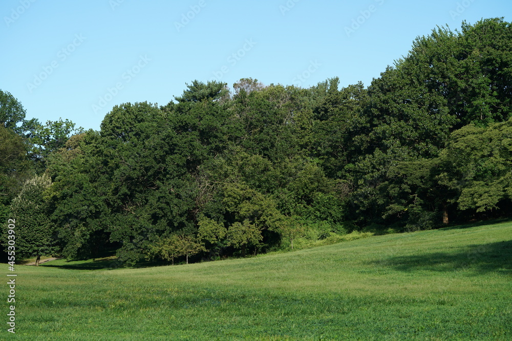 Green grassy meadow with trees in public park in summer Green grassy meadow with trees in public park in summer