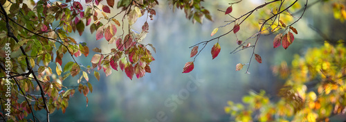 Dekoracja na wymiar  jesienne-liscie-w-lesie-na-rozmytym-tle-drzew-i-stawu-kolorowe-liscie-w-jesiennym-parku-doskonale-tlo-na-temat-jesieni-widok-panoramiczny