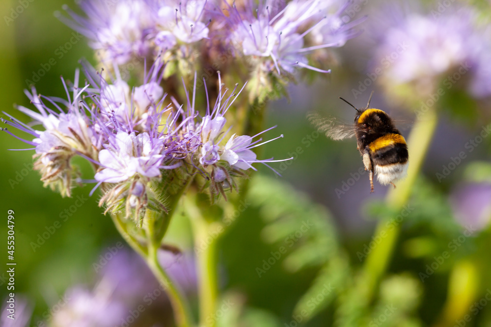 Les pollinisateurs - Bourdon terrestre en vol devant des fleurs de ...