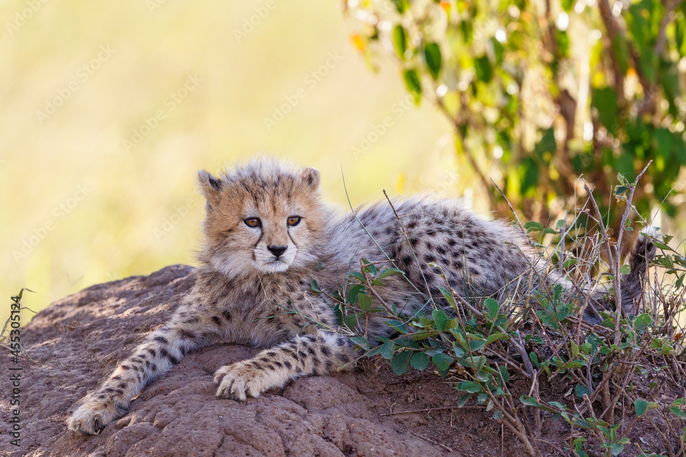 Obraz premium Cute young Cheetah cub lying down and looking