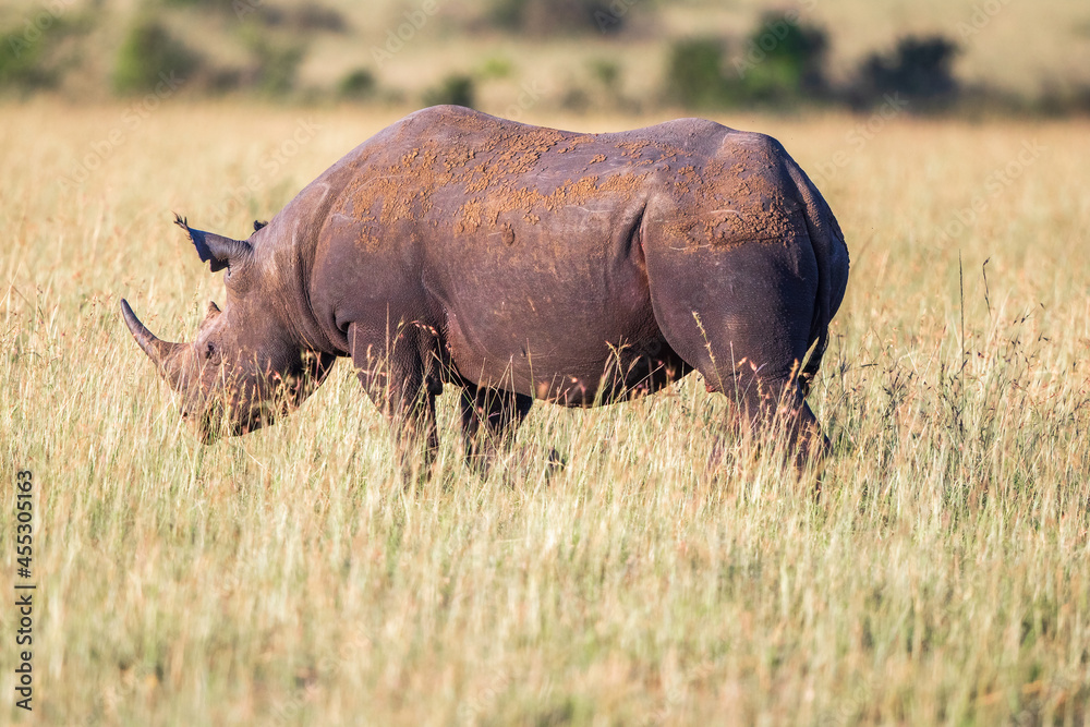Obraz premium Black Rhinoceros walking on the savanna