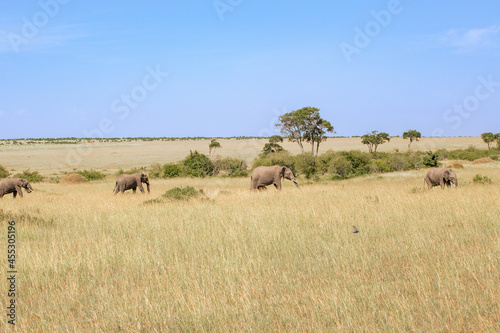 Family group with Elephants walking on the savannah