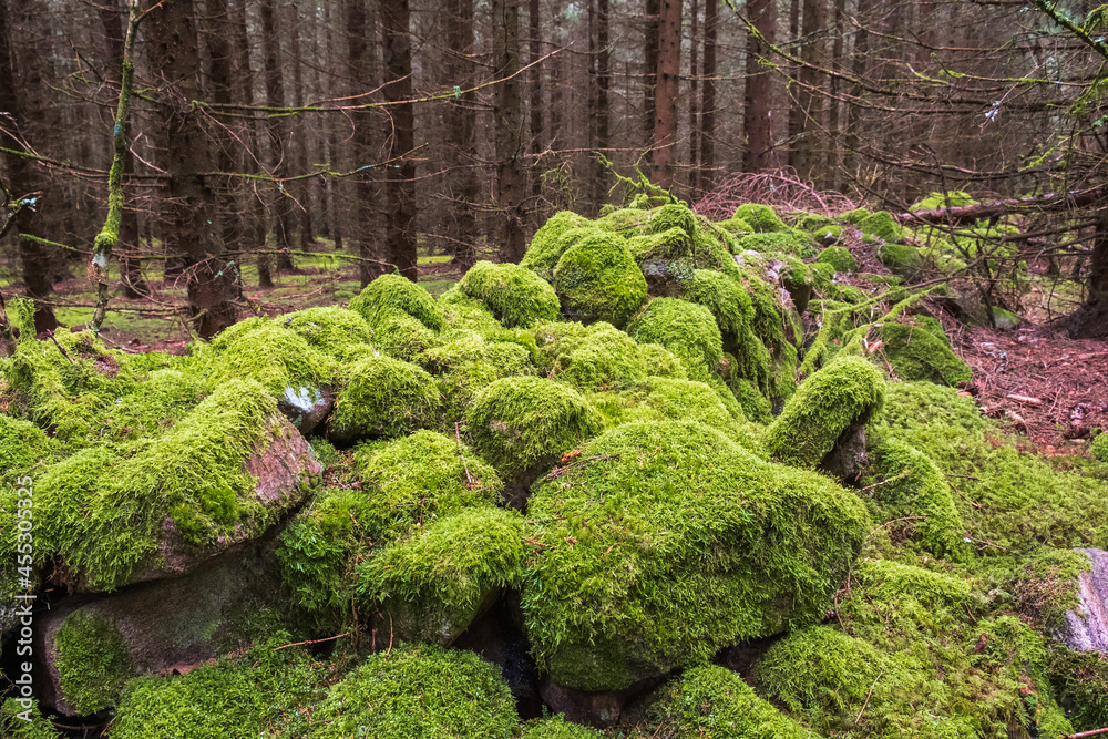 Stone wall covered with green moss in a forest Stone wall covered with green moss in a forest