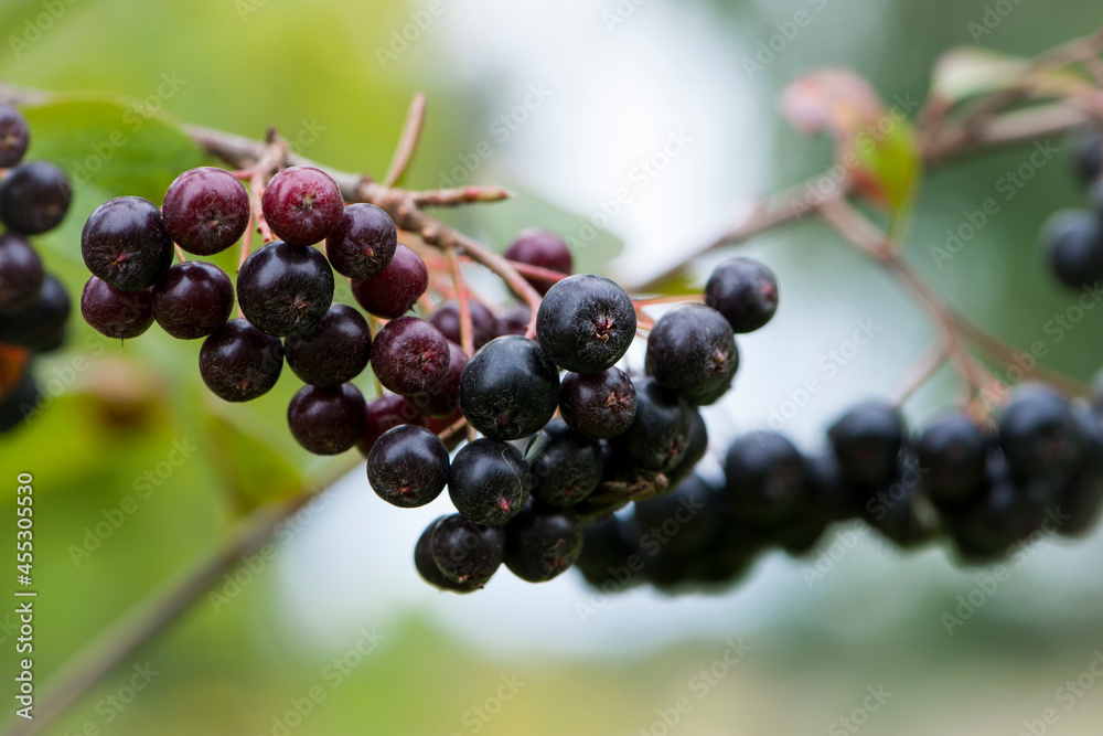 Aronia melanocarpa. Rowan. black chokeberry elderberries on a branch, autumn background close-up. tree or bush with fruits, autumn season. black berries on a branch in the forest. space for text