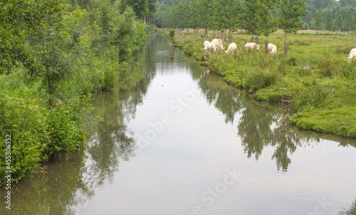 canal of Green Venice with herd of cows drinking water