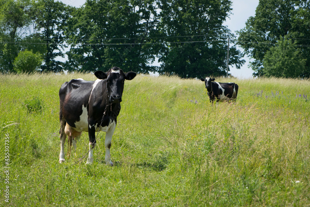 Dairy cow in the pasture. two cows. black and white young cow, stands on green grass. spring day. milk farm. home animal. cattle. the cow is grazing in the meadow. close-up Dairy cow in the pasture. two cows. black and white young cow, stands on green grass. spring day. milk farm. home animal. cattle. the cow is grazing in the meadow. close-up