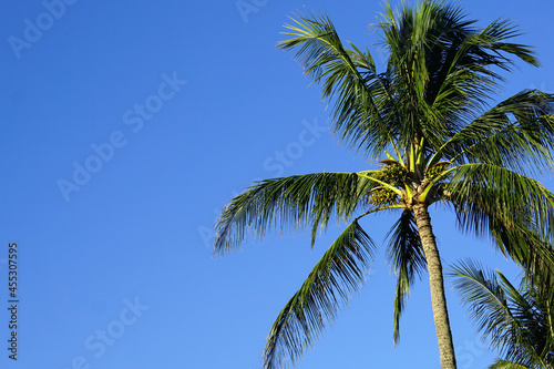 Tropical background image with copy space featuring blue sky and palm tree.