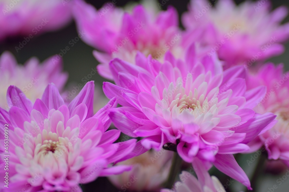 Macro texture of vibrant pink Dahlia flower