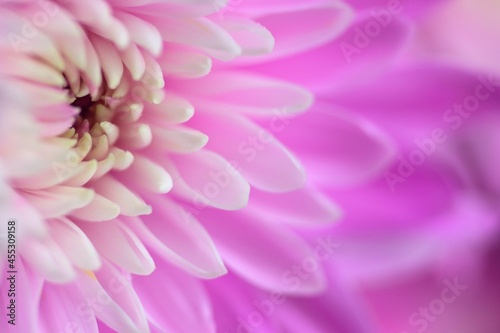 Macro texture of vibrant pink Dahlia flower