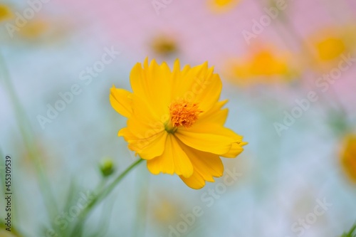 Macro texture of Yellow Cosmos flowers in nature