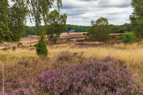 Hills with blooming heather on the LÃ¼neburger Heide