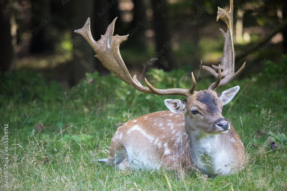 A Deer Blundering Lying In A Forest Stock Photo - Download Image Now -  Animal, Animal Wildlife, Animals Hunting - iStock