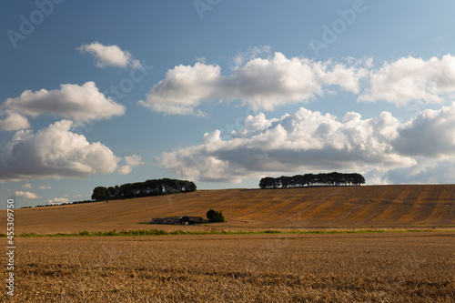 Clumps of trees on hill side above wheatfields, near Wantage, Oxfordshire, England, United Kingdom, Europe © Bob Ransom