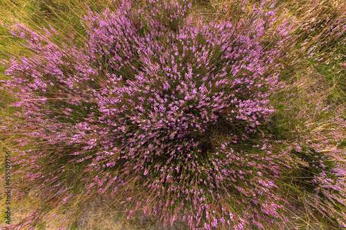 An explosion of blooming heather on the Lüneburger Heide