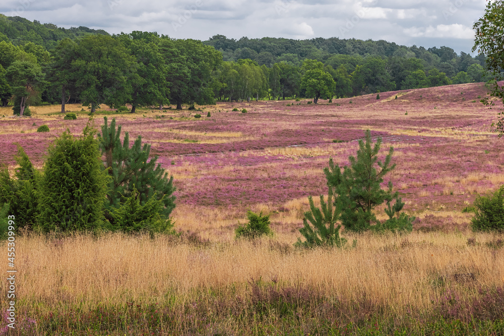 A small valley filled with blooming heather on the Luneburger Heide