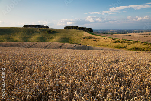 Golden wheatfield below Devil's Punchbowl on Hackpen Hill, near Wantage, Oxfordshire, England, United Kingdom, Europe
