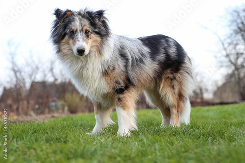 Blue merle shetland sheepdog standing in garden.