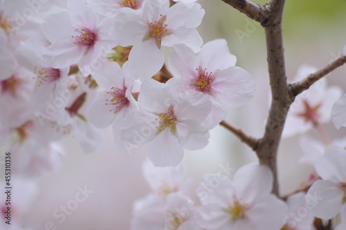 Macro details of Japanese White Yoshino Cherry Blossoms in sunshine
