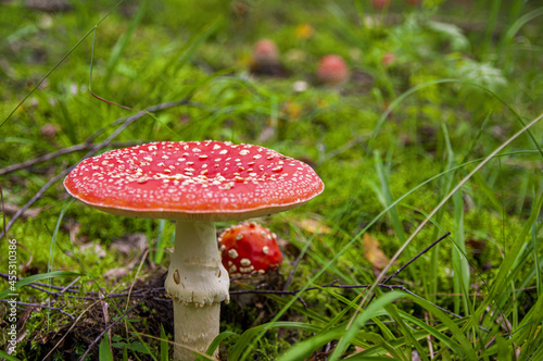 Red bright beautiful inedible mushroom fly agaric sprouted through wet fresh grass and leaves in Latvian autumn forest