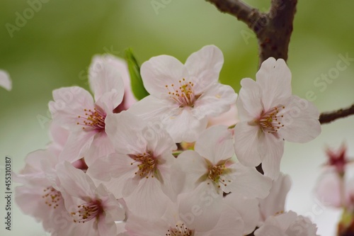 Macro details of Japanese White Yoshino Cherry Blossoms in sunshine