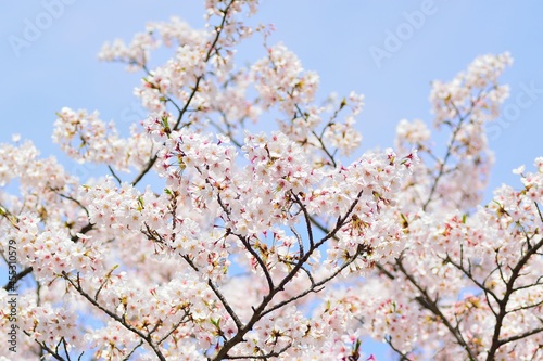 Landscape of Japanese White Cherry Blossoms in wide angle