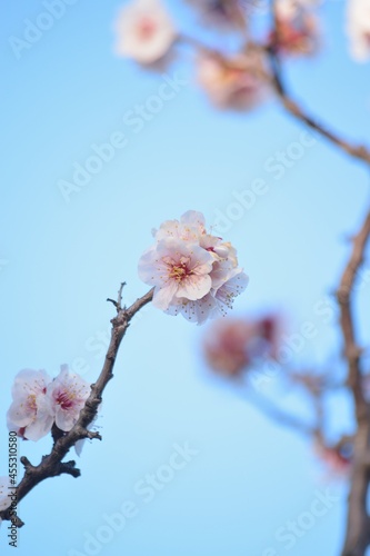 Macro details of White Plum blossom branches in Japan