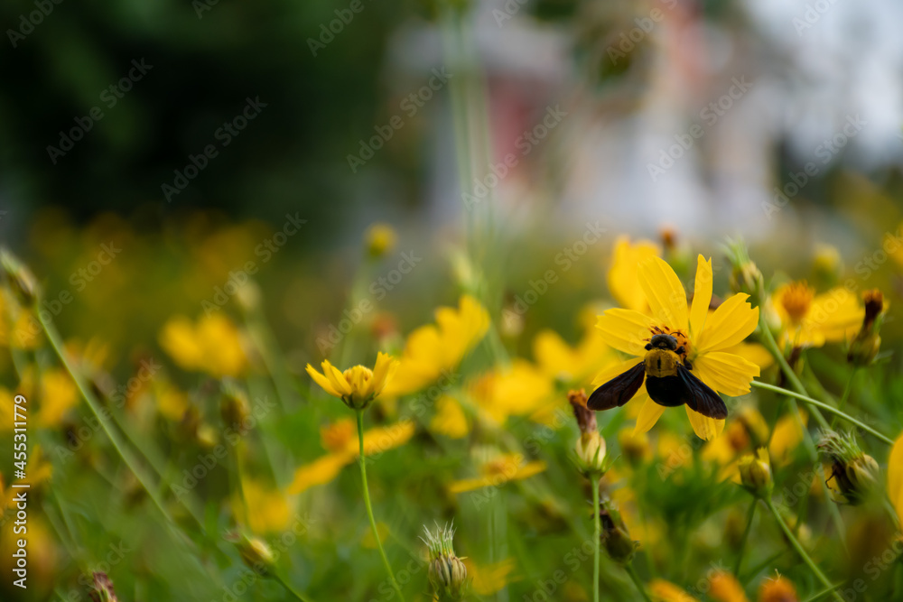 Obraz premium The yellow swallowtail flowers are caught by insects on the flower stalks. Natural blur background. Mexican Aster