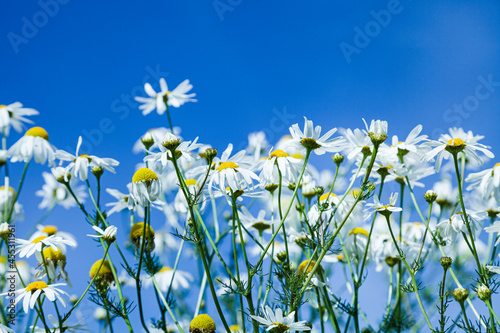 White daisies against the blue sky.