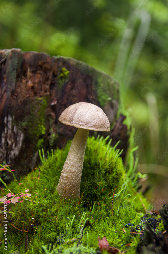 Young gray birch bolete mushroom growing in different amazing species of moss between two stumps in a light autumn Latvian forest Young gray birch bolete mushroom growing in different amazing species of moss between two stumps in a light autumn Latvian forest