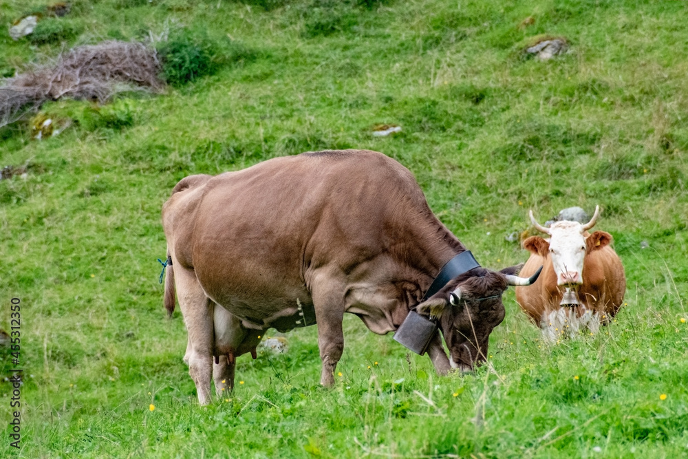 Fototapeta premium Beautiful swiss cows. Alpine meadows. Mountains