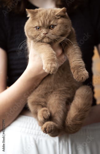 Fototapeta Naklejka Na Ścianę i Meble -  Edel und imposant, Britisch Kurzhaar Kitten in Cinnamon
