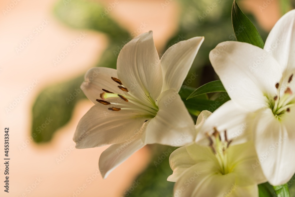 Fototapeta premium white lily flower