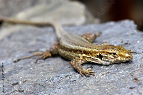 La Palma lizard, Sizeable lizard, Wall lizard, Lagarto Tizón, Gallotia galloti palmae, Caldera de Taburiente National Park, Biosphere Reserve, ZEPA, LIC, La Palma, Canary Islands, Spain, Europe