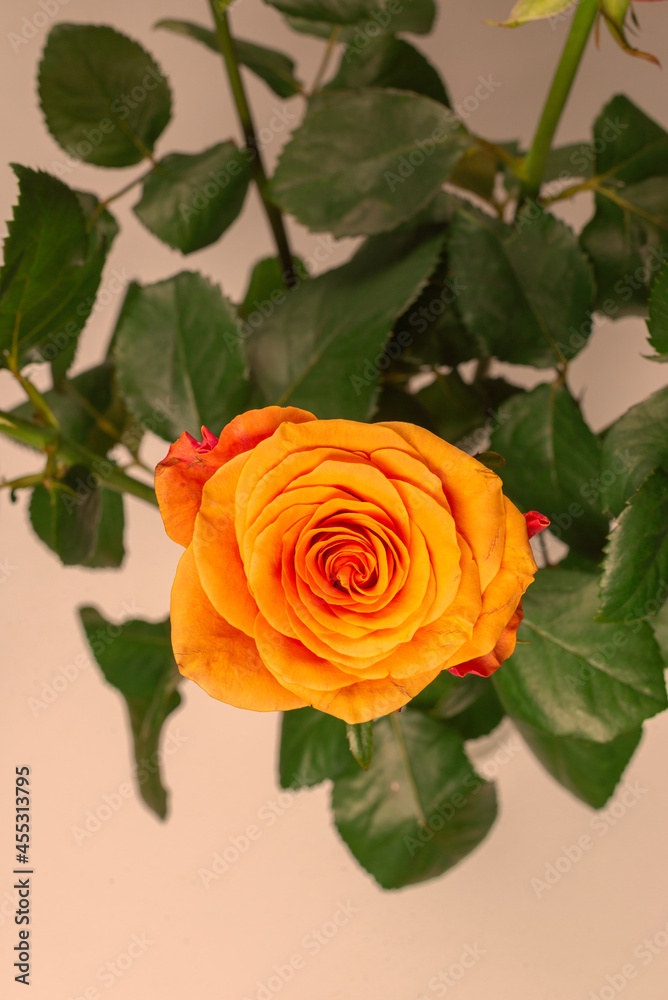 Orange rose isolated on a white background. Orange rose isolated on a white background.